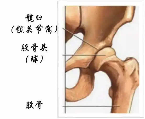 【悦护理】髋关节置换术后在院期间的功能锻炼_要点