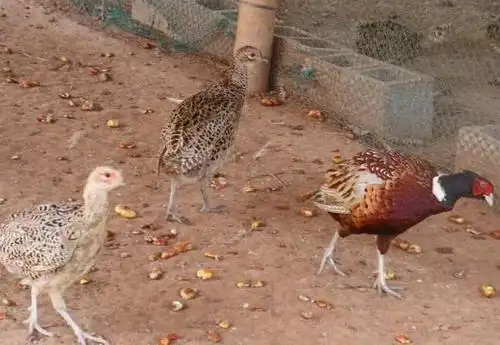 七彩山鸡育雏管理技术及注意事项