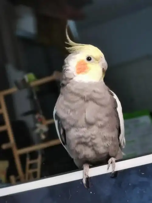 原始灰有多帅姨姨们快来夸