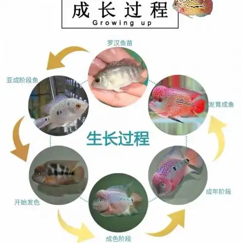 罗汉鱼苗鸿运泰金金花蛇纹马骝古典鱼淡水活体观赏鱼