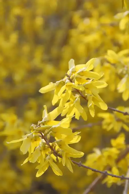 银翘总是热烈的开放