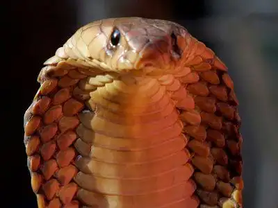 犬类,尤其是那些被狂犬病毒感染的犬只,是世界上最危险的动物之一.