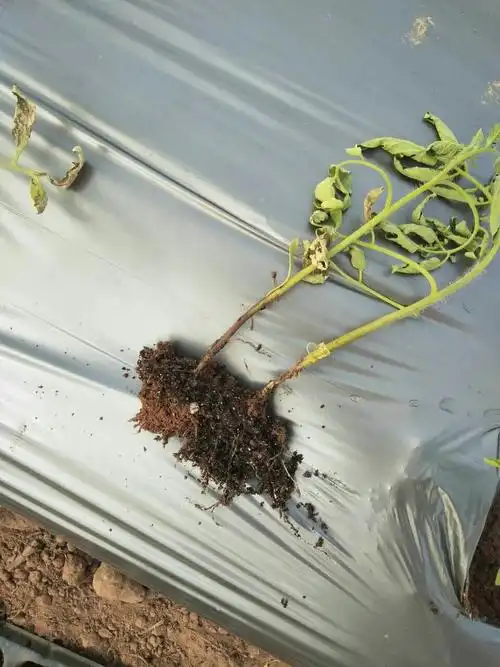 请问这是番茄茎基腐病吗?