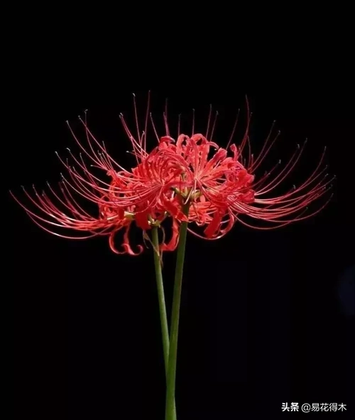 曼陀罗华,摩诃曼陀罗华,曼殊沙华和摩诃曼殊沙华分别是什么花?