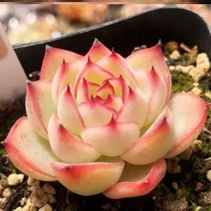 耐寒粉水晶玫瑰多肉植物整盘冬季一物一拍稀有品种贵货组合不带盆