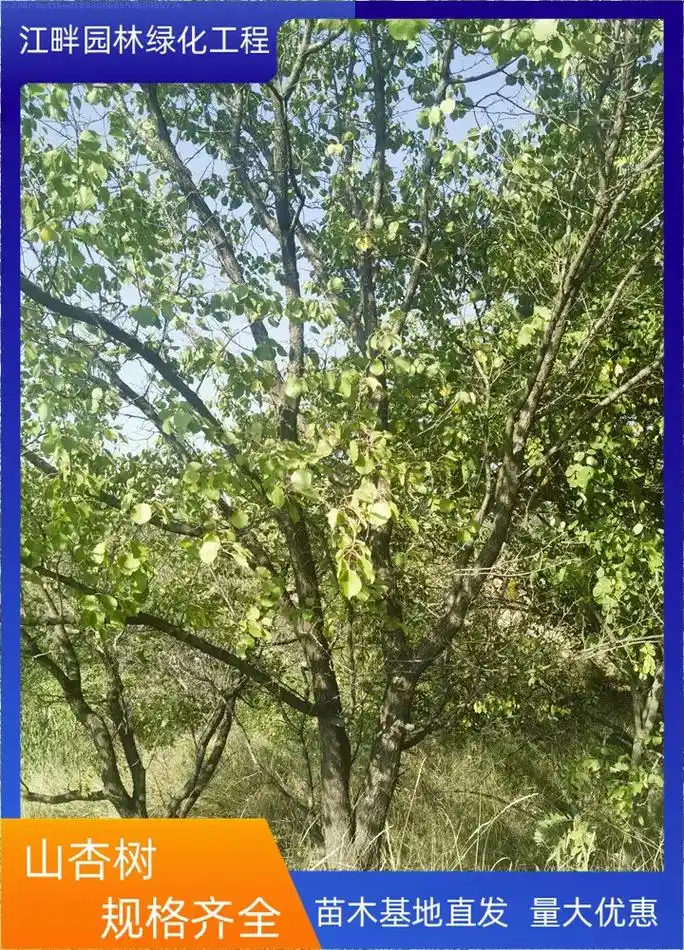 运城山杏树苗价格欢迎咨询山杏木材坚硬耐用,适合制作家具和工艺 - 抖
