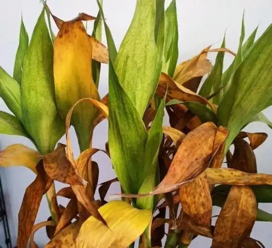 有好几位花友询问这个问题,夏季买的富贵竹到了秋天,叶子发黄是由于