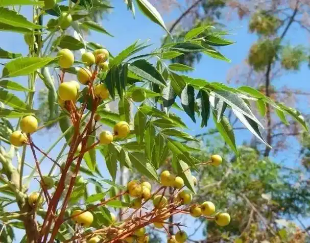 中草药 #中药 #川楝子 #本草纲目 果肉松软,淡黄色,遇 - 抖音