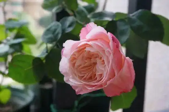 月季美空花勤友禅系的颜值担当