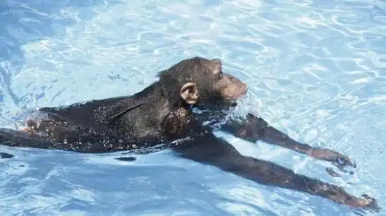 蛙泳水性如何练习