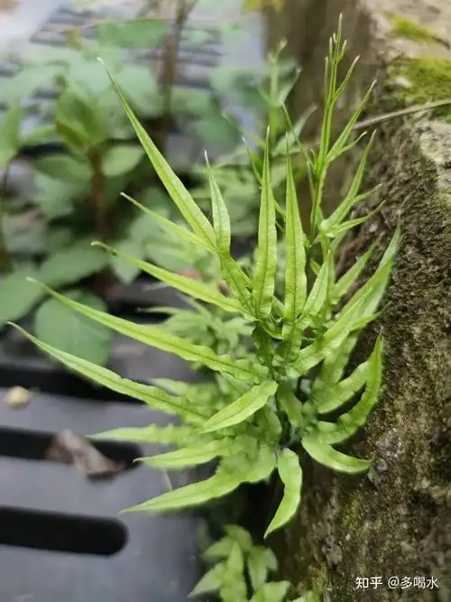 牛奶法棍带你识别剑叶凤尾蕨