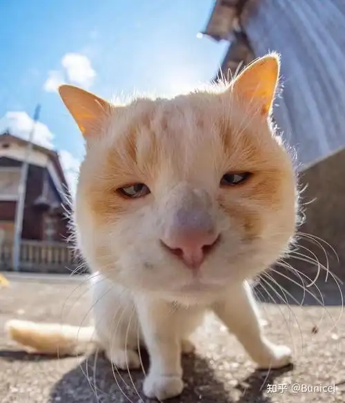 有没有猫的搞怪头像呢