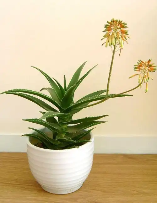 芦荟(图)_【中药材大全】中药大全