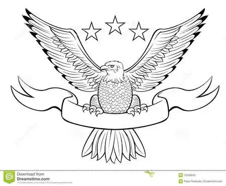 白头鹰的简笔画