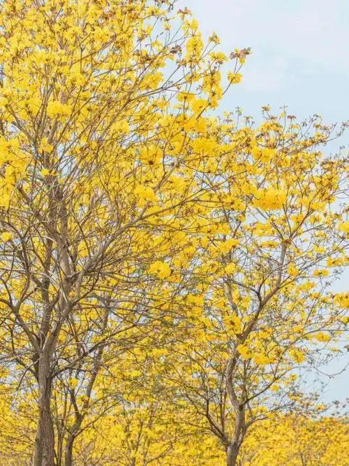 073黄花风铃木花语感谢