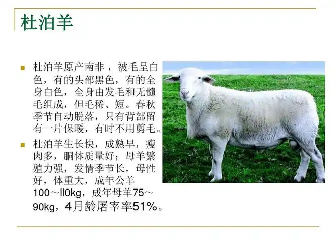 国外主要羊品种介绍