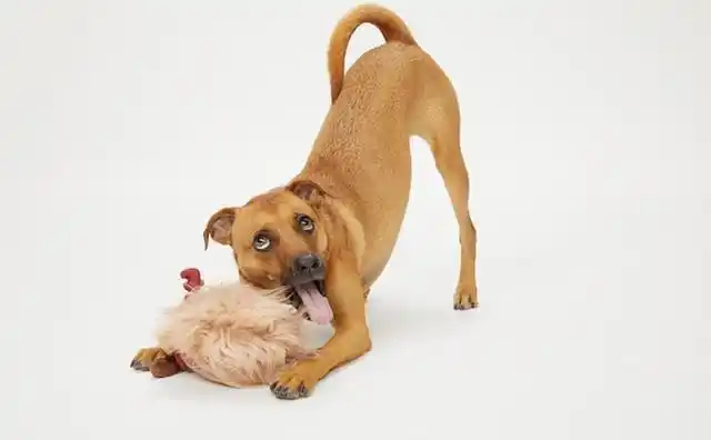 狗狗摇尾巴就是在示好有可能是想咬你教你读懂狗狗的尾巴语言