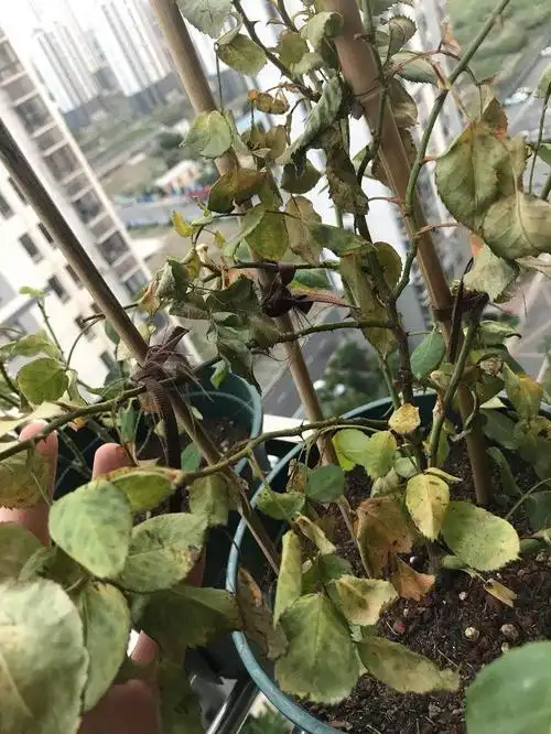 月季疑难杂症,莫名其妙干枯,原因竟是这个?