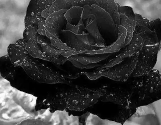 黑玫瑰图片唯美(黑玫瑰图片唯美伤感带血)