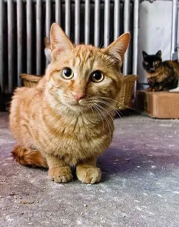 傻乎乎的大黄斑纹猫好看啊