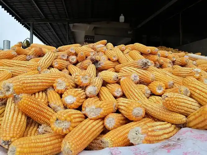 玉米丰收堆满仓.岩三卡摄