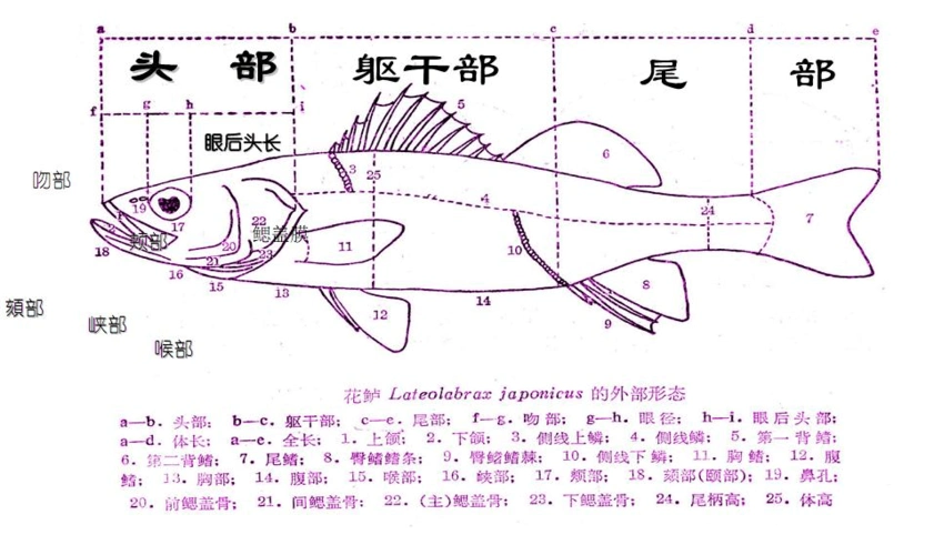 【期末复习总结】鱼类学分类部分总复习