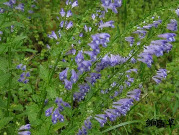 半枝莲的功效与作用及禁忌-第4张图片-创女网