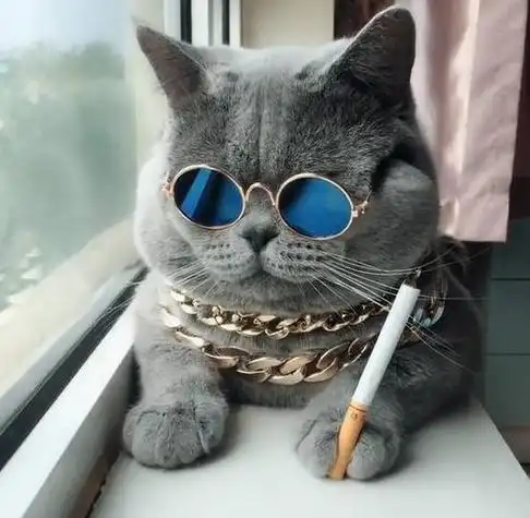 蓝猫头像男黑白背影海边,蓝猫头像黑白背影女