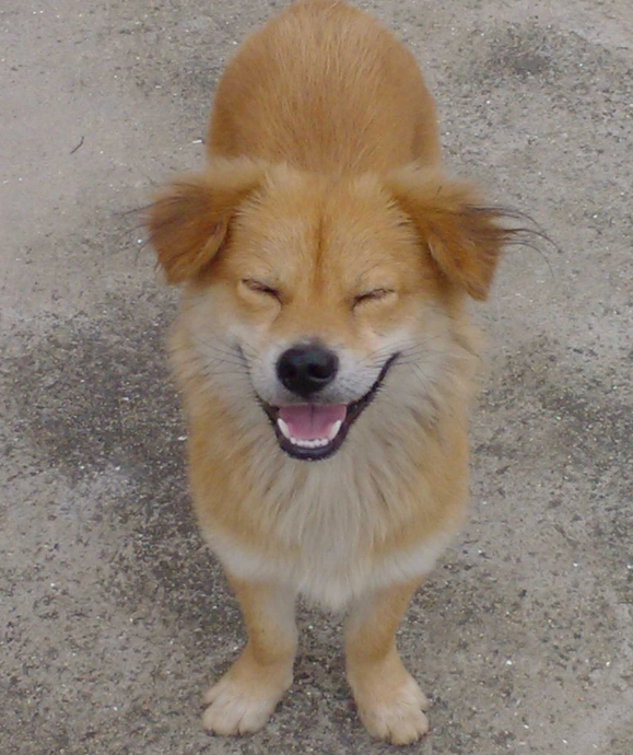 性格温顺的中华田园犬,你最喜欢第几张照片呢?