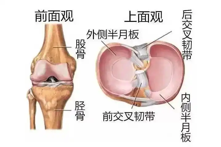 什么是半月板半月板是膝关节之间的一块纤维软骨,是膝盖里面的两个