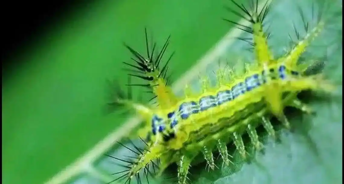 被核桃树上的害虫洋辣子学名褐边绿刺蛾叮咬了0101超级酸爽  - 抖