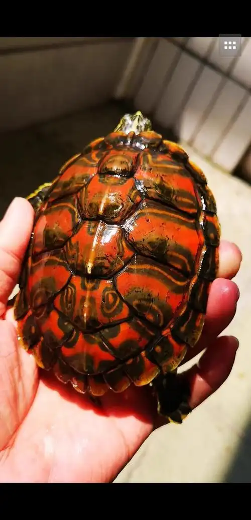火焰龟怎么养更漂亮(极品宠物火焰龟的养殖方案)(5)