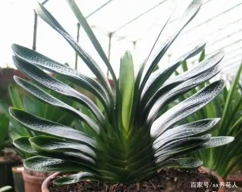 君子兰养护注意这几点?就能养出花大色艳的君子兰