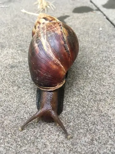 巨型蜗牛