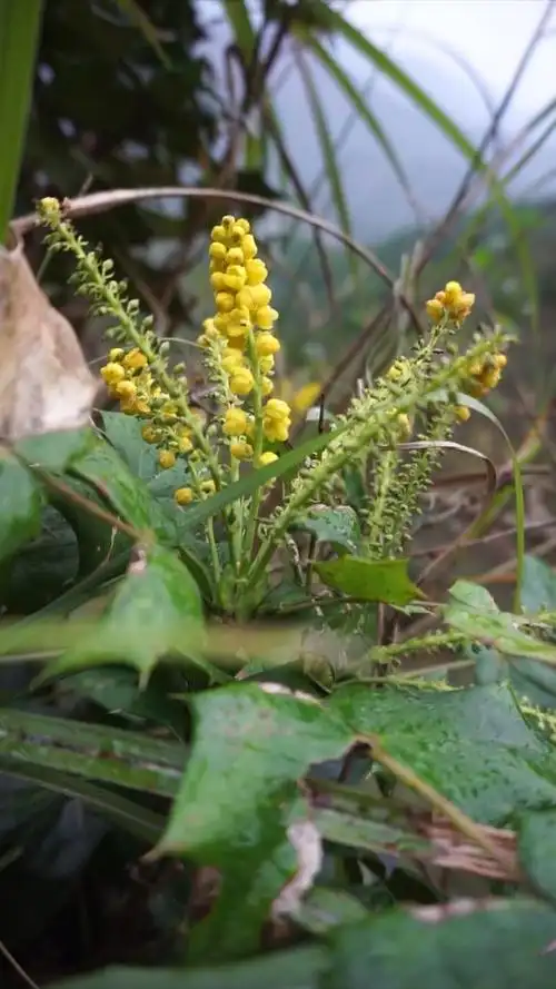 刺黄莲,很苦!非常苦.