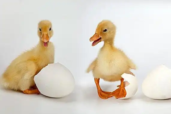 胚胎发育所需要的营养物质大部分来源于卵黄,卵较胎生动物的大很多