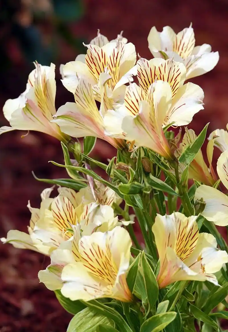 六出花的花朵形状独特,花瓣呈六片,颜色鲜艳,具有很高的观赏价值.