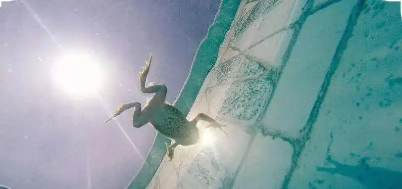 蛙泳身体姿势训练!