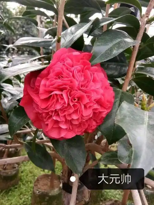 茶花大元帅巨型花品品种名贵庭院阳台盆栽花苞时令草本花卉