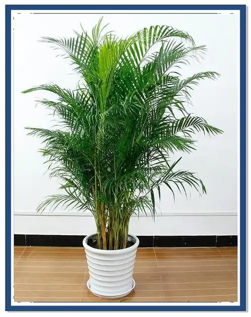 散尾葵叶子焦黄?5个妙招教你轻松搞定!