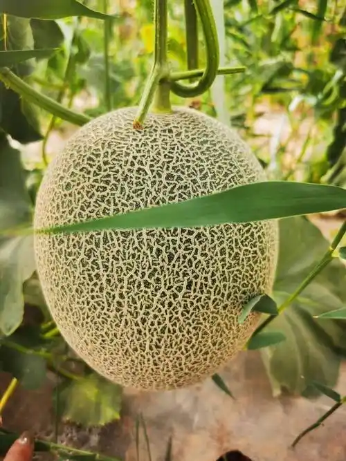 (文中有福利)_哈密瓜