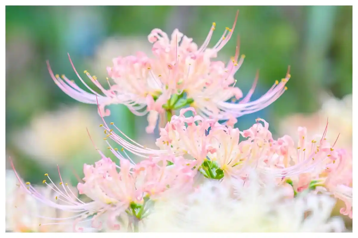 一花一草一世界 #彼岸花已开 #唯美意境 #生活随拍记录美 - 抖音