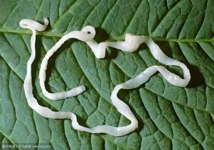 如何养狗系列135狗狗常见绦虫病的防治