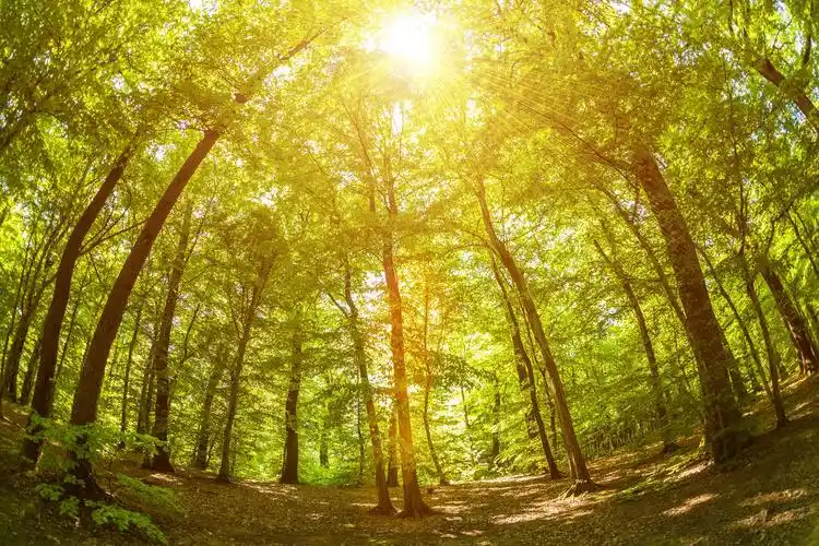 鲜花 春天 芽  粉红色 盛开山 自然 特拉 景观 天空 绿色 风景  旅行
