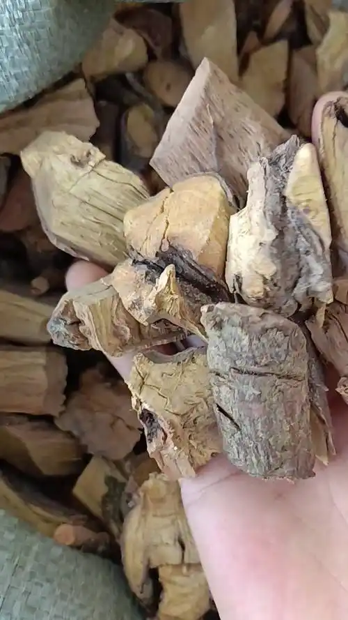 中药材批发零售 苦李根 睇牛仔 苦梨木根 黎辣根 灶头黄根部砍片