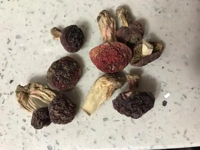 干红菇是这样硬的吗
