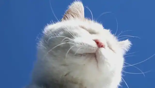 一有太阳就跑屋外闭眼享受的佛系猫咪,这表情可以说非常陶醉了!