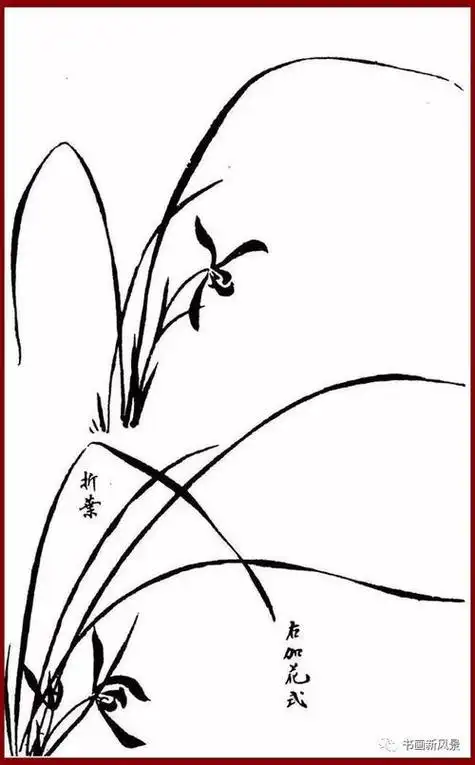 白芷和 strong>兰花 /strong>的简笔画