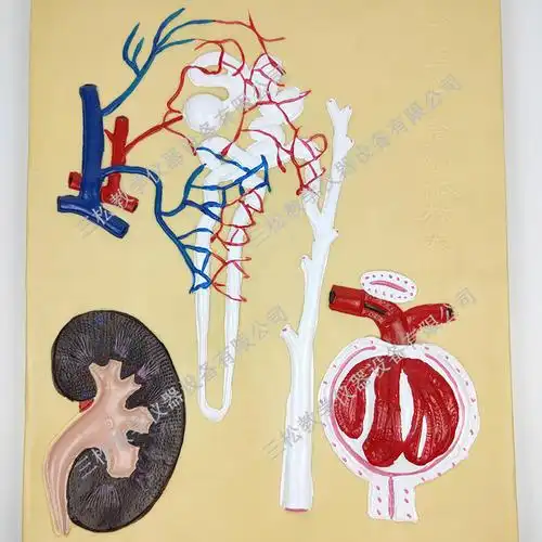 j33217肾单位肾小体放大模型 生物学生理卫生基础组织学教学仪器