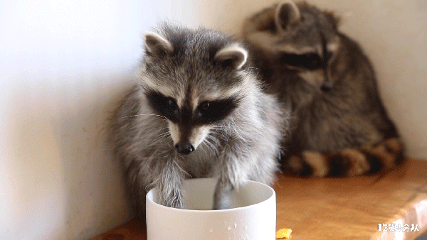 驴绝对萌化你的心史上最萌身高差在英国,还是贵族的象征哦小巧玲珑
